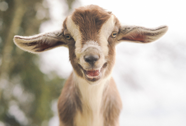 super cute goat